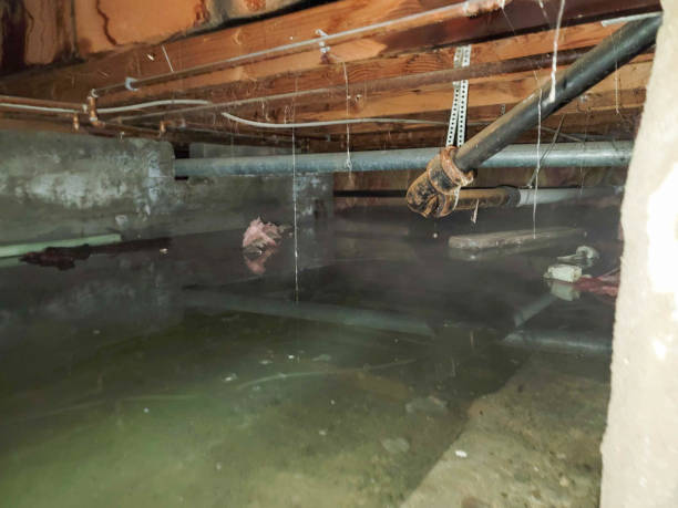Best Water damage contractors near me  in Sherman, IL